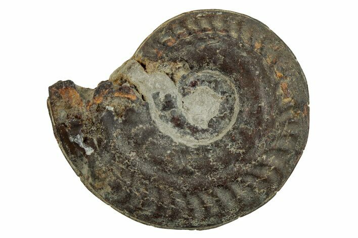 Toarcian Ammonite (Hildoceras) Fossil - France #262990